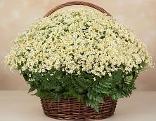 Цветочная композиция из Ромашки в корзине #REPLACE_PRED# Верх-Нейвинский