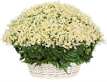 Цветочная композиция из Ромашки в корзине #REPLACE_PRED# Верх-Нейвинский